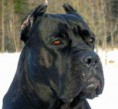 /album/fotos1/copia-de-cane-corso-0036-jpg/